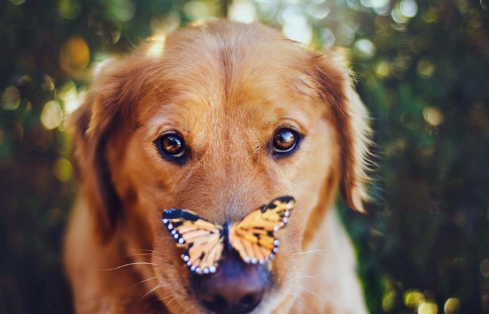 Golden Retriever dog with butterfly on nose