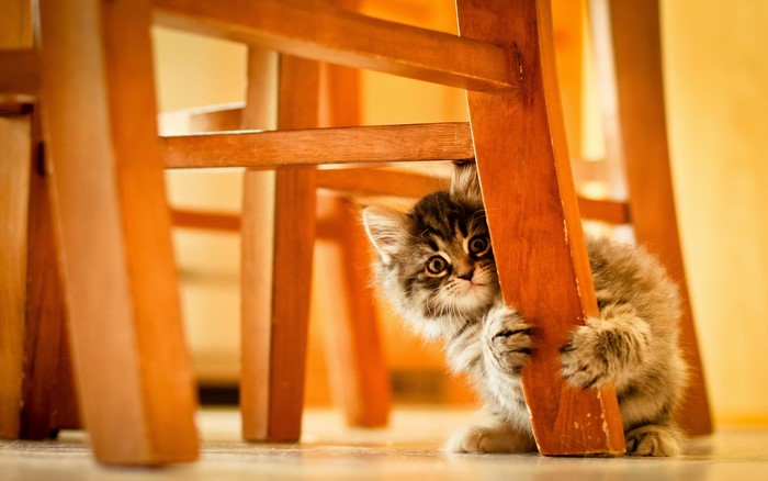 A fluffy kitten peeking from behind a wooden chair leg