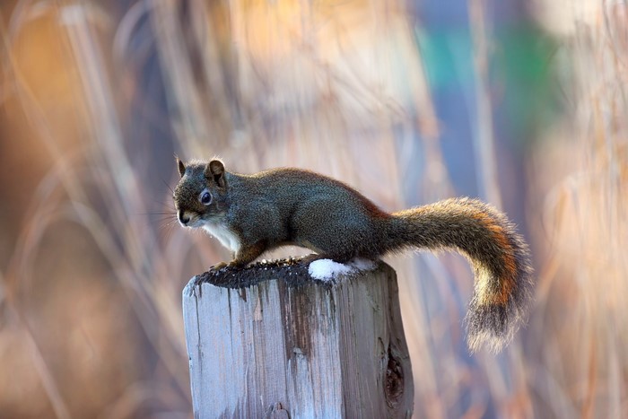 Red squirrel on a wooden post in winter