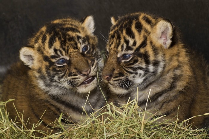Two Tiger Cubs in Hay
