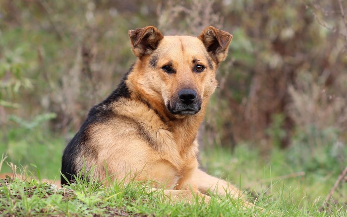 German Shepherd dog lying in grass