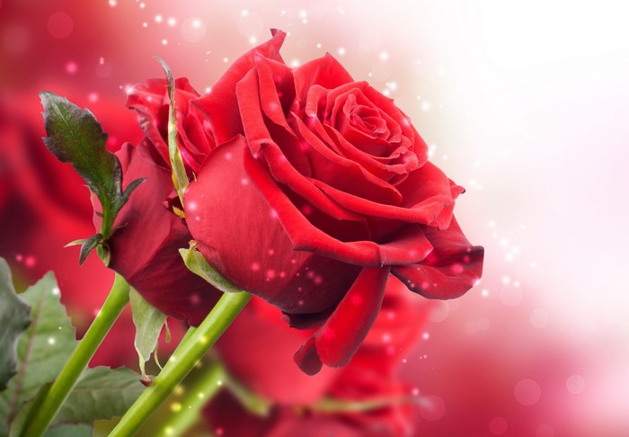 Red Roses with Sparkling Lights