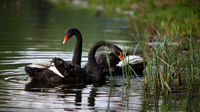 Two black swans swimming in a lake