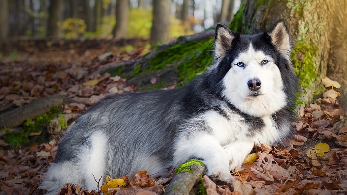 Husky dog lying in a forest with fallen leaves