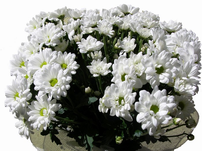 A bouquet of white chrysanthemums
