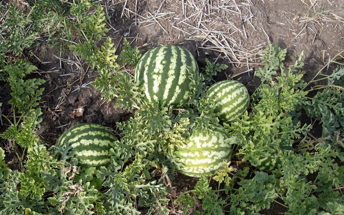 Watermelons growing on a vine in the dirt