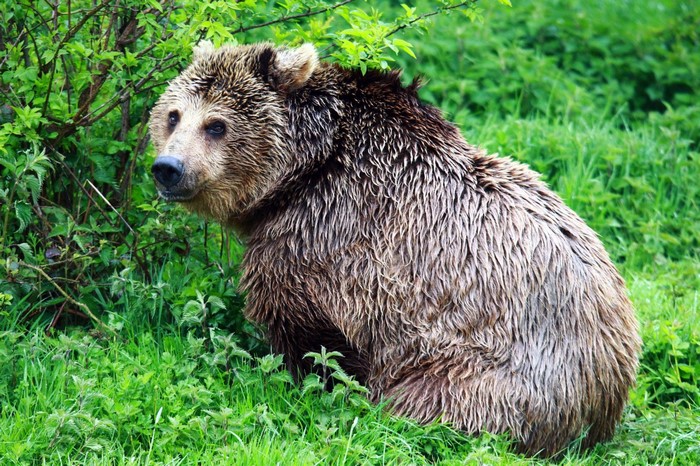 Brown bear sitting in green grass