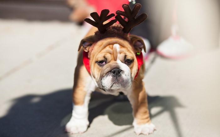 Bulldog puppy wearing reindeer antlers