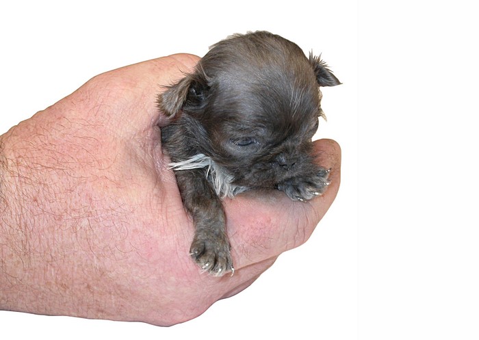 Tiny Pug puppy held in a hand
