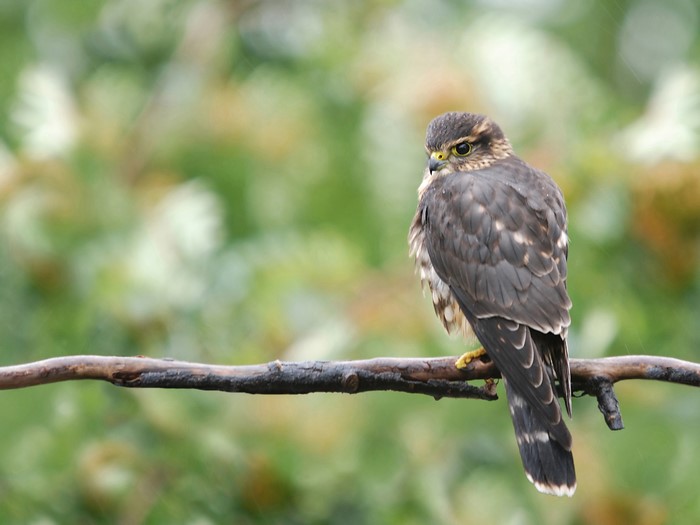 Merlin falcon perched on a branch