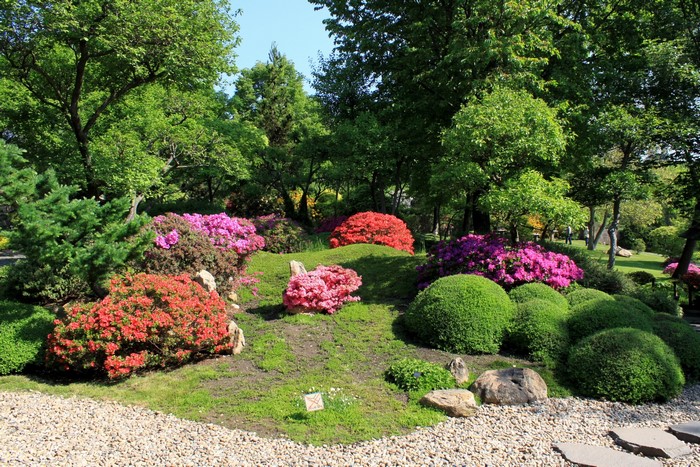 Japanese garden with blooming azaleas and manicured bushes
