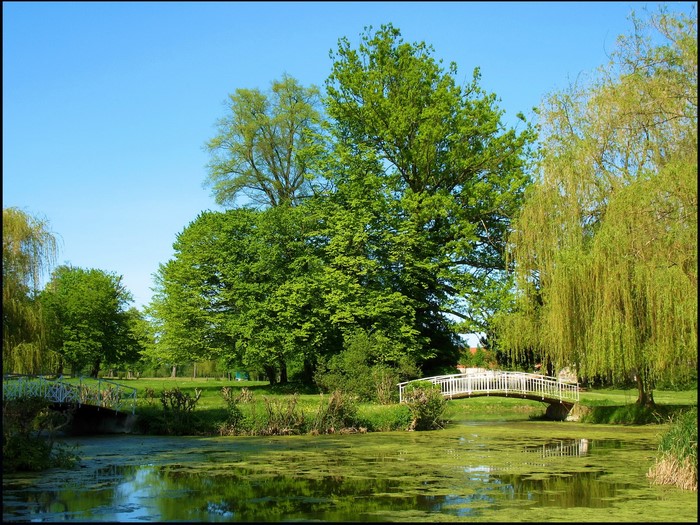 Park with pond and bridges