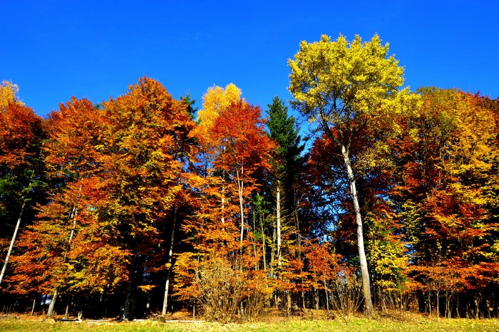 Autumn forest with vibrant fall foliage under a blue sky