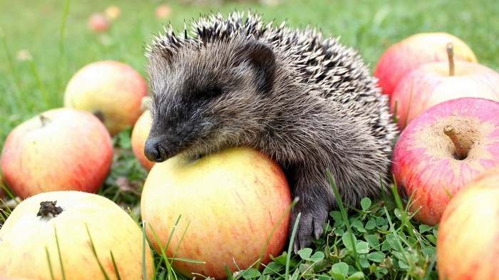 Hedgehog resting on apples in grass