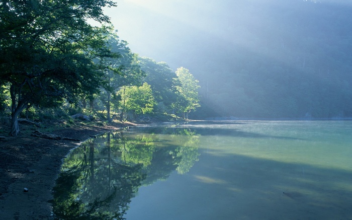 Misty lake shore with sunbeams through trees