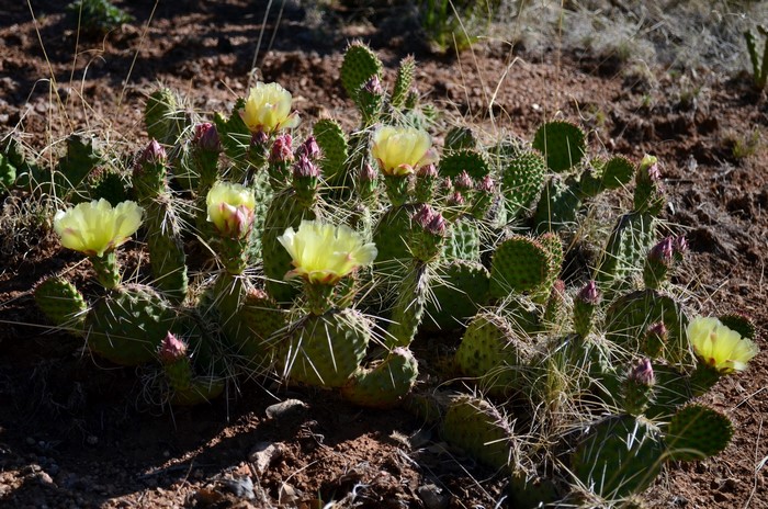 Prickly pear cactus with yellow flowers and buds