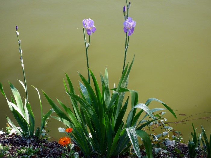 Purple Irises and Orange Flower by Water