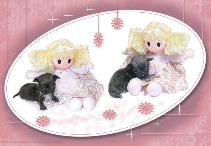 Two rag dolls with puppies