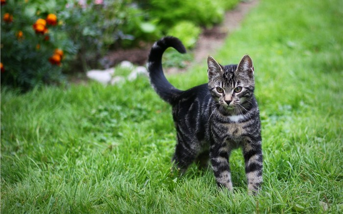 Tabby cat standing in grass