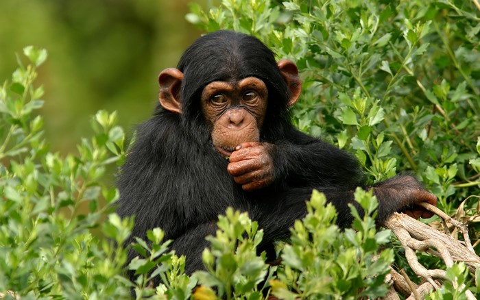 A young chimpanzee sits in green foliage