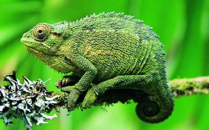 Green chameleon perched on a mossy branch