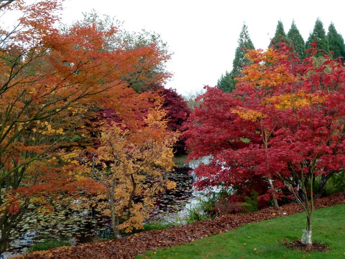 Autumn trees by a pond