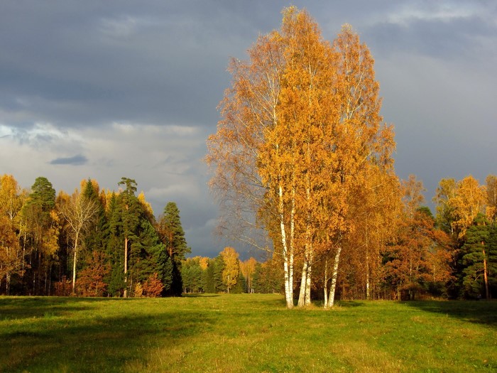 Autumn forest with birch trees and green meadow