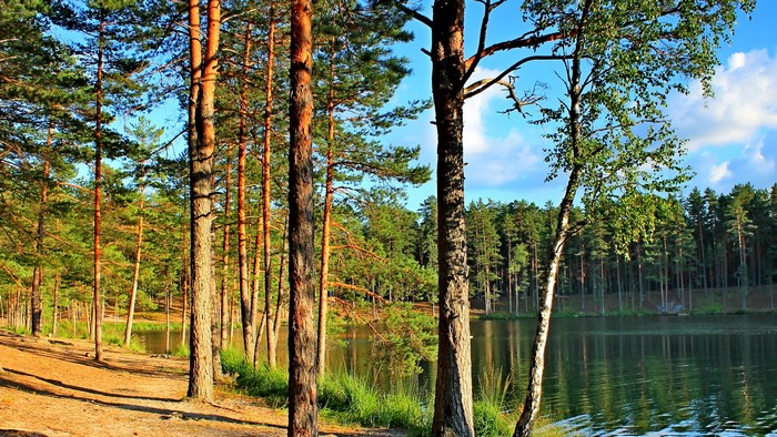 Forest and lake in Russia