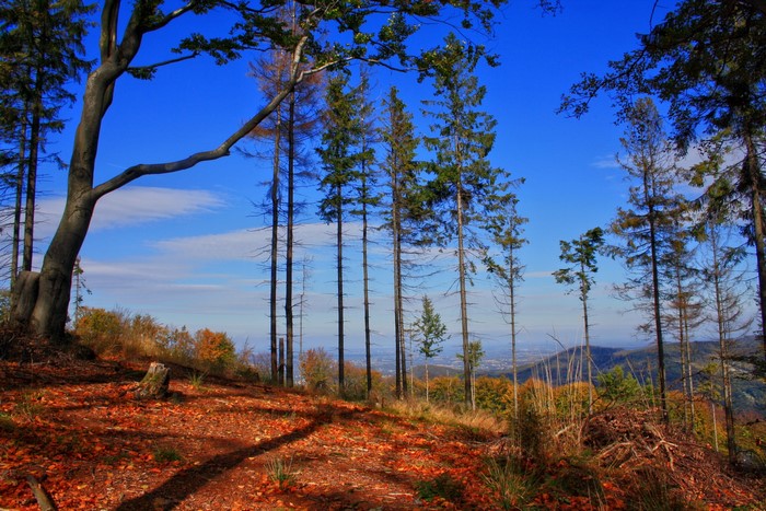 Autumn forest landscape with a view of a valley