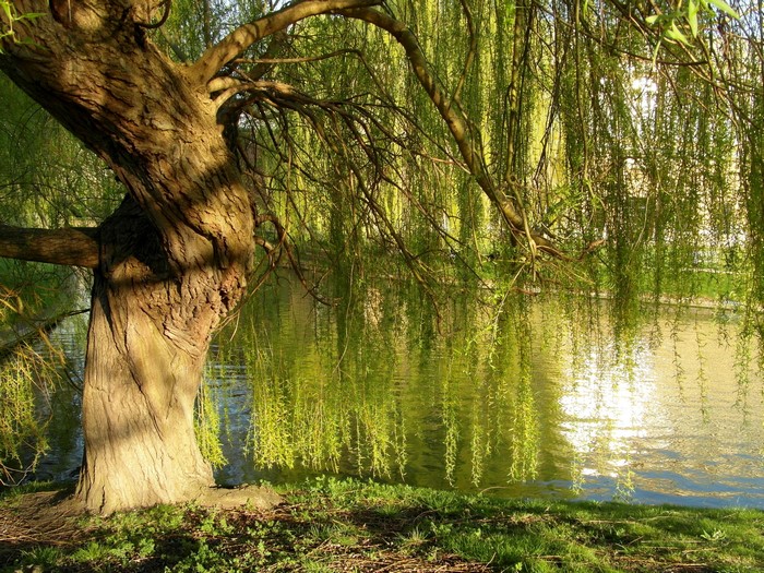 Weeping Willow Tree by a Pond