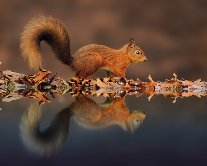 Red squirrel reflected in water with autumn leaves
