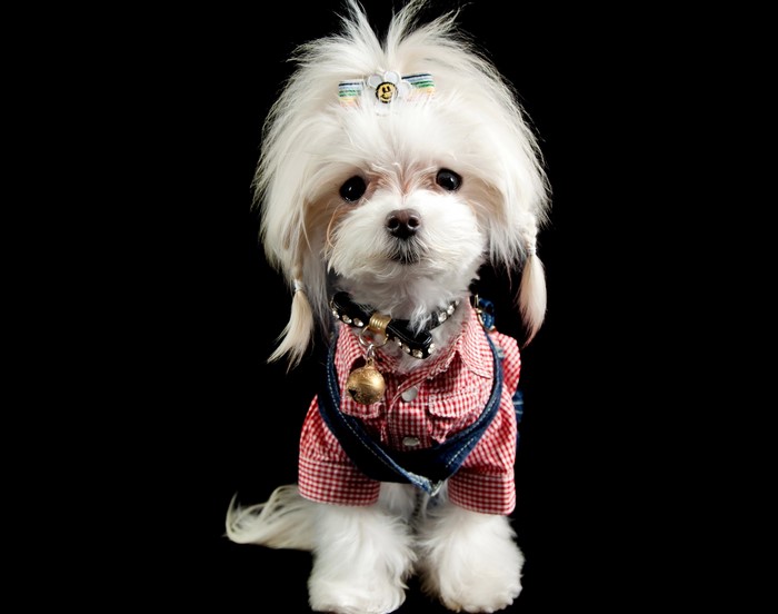 Maltese dog wearing a red checkered shirt and denim overalls