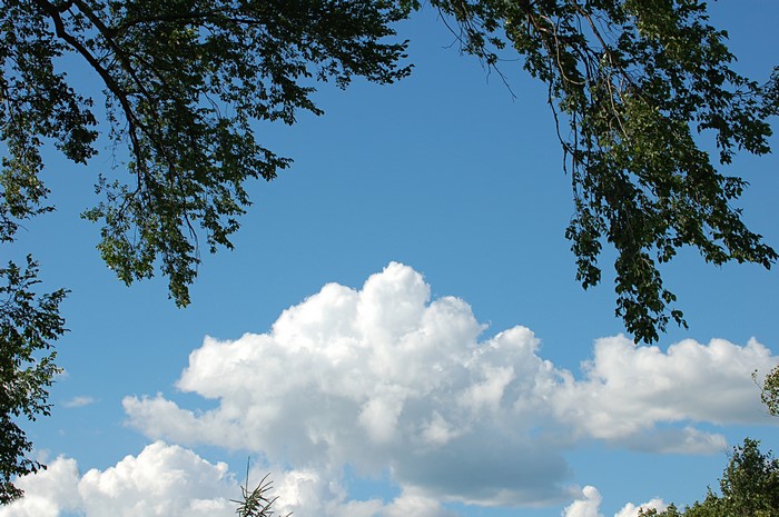 Blue Sky with Clouds and Tree Branches