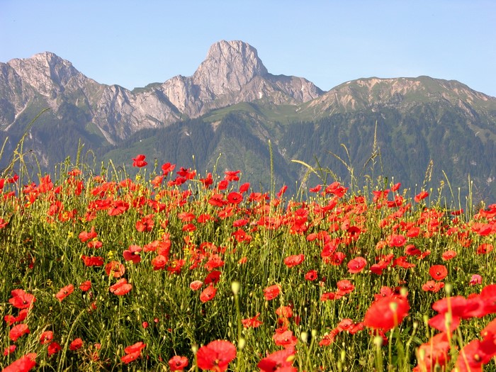 Field of red poppies with mountains in the background