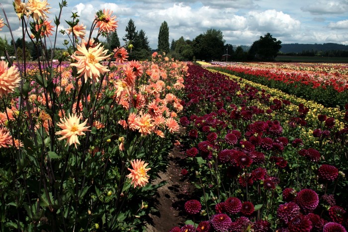 Field of Dahlias in Bloom