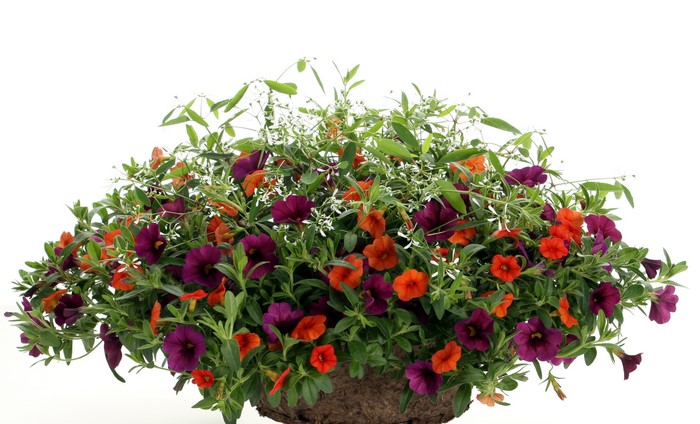Calibrachoa flowers in a basket