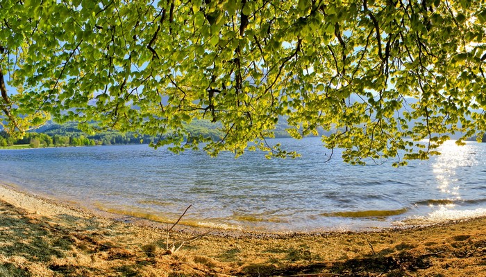 Lake Bohinj, Slovenia, with overhanging tree branches