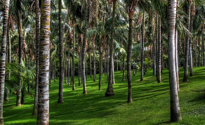 Palm tree forest with green grass