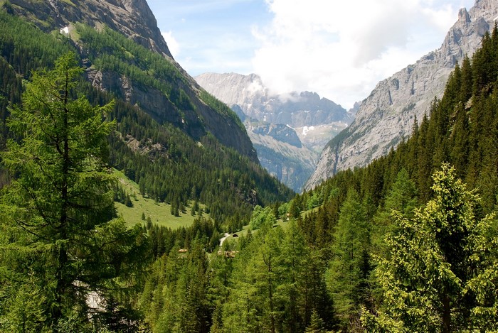 Mountain valley with pine forest and rocky peaks