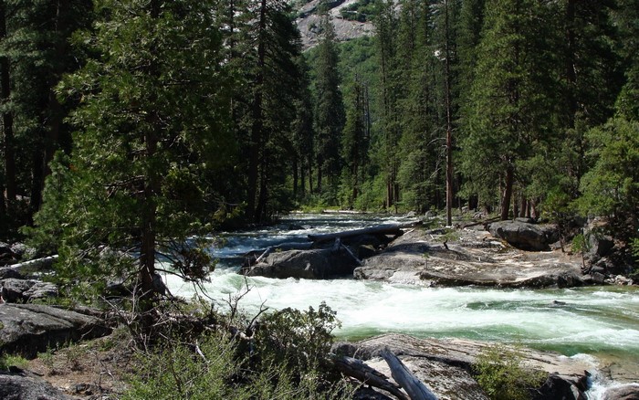 River flowing through a forest with rocky banks