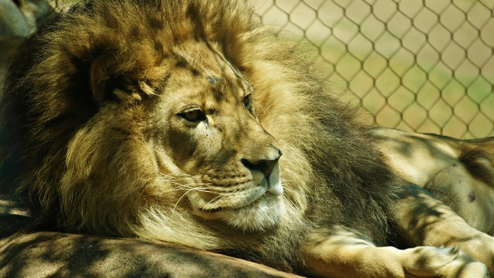 Lion resting near a fence
