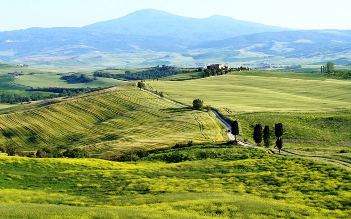 Rolling green hills with a winding road and cypress trees