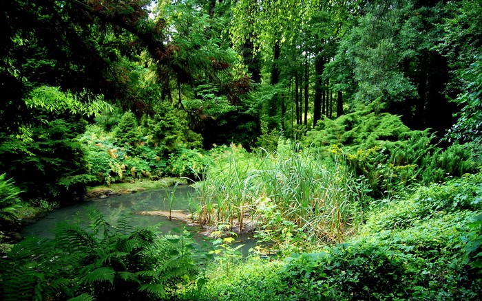 A dense forest with a small pond and reeds