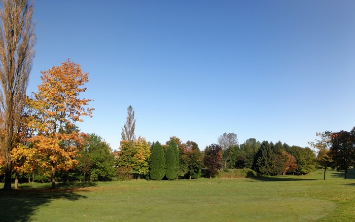 Autumn trees in a park with a clear blue sky