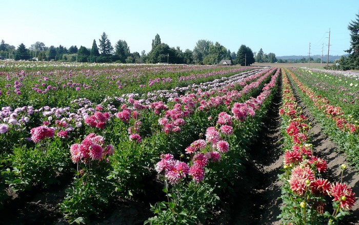 Rows of blooming dahlias in a field