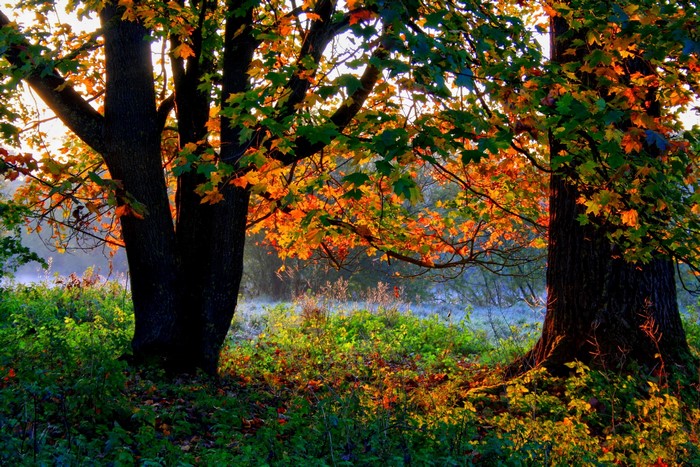 Autumn trees with colorful leaves and morning mist