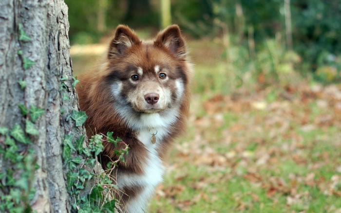 Brown dog peeking from behind a tree