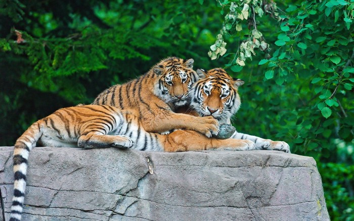 Two tigers resting on a rock