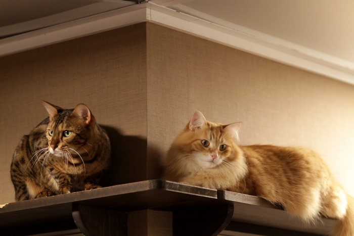 Two cats on shelves
