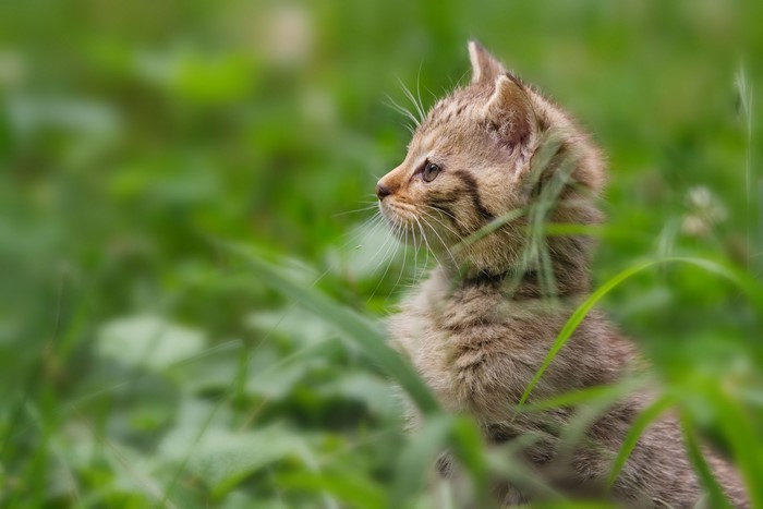 Kitten sitting in green grass